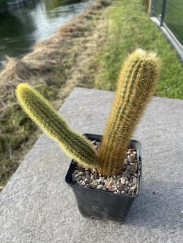 Hildewintera aureispina